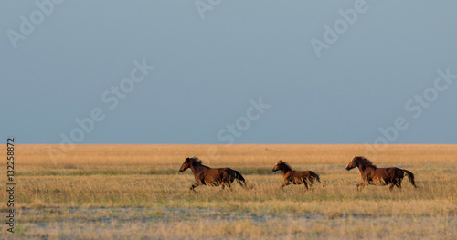 A herd of wild horses galloping across the steppe..Selective focus..