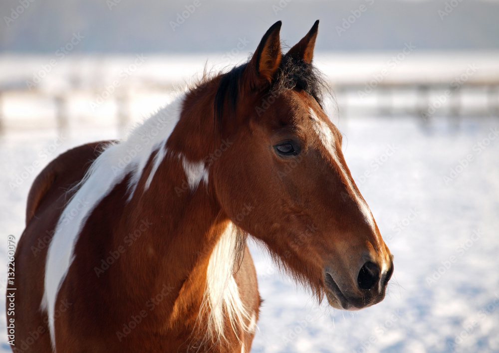 Portrait of a beautiful pinto horse on a winter background Portrait of a beautiful pinto horse on a winter background