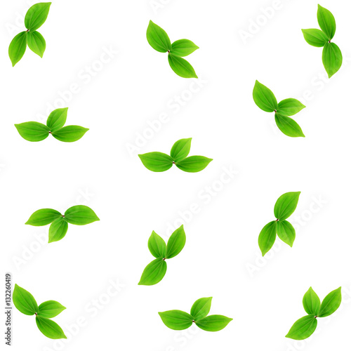 leaves pattern isolated on white background top view of a flat style