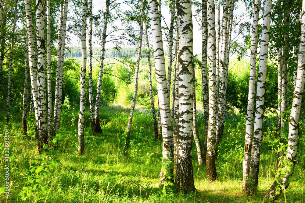 Fototapeta premium lato w słonecznym brzozowym lesie