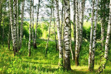Fotobehang Berkenbos Zonnig berkenbos in volle zomer  © janbussan