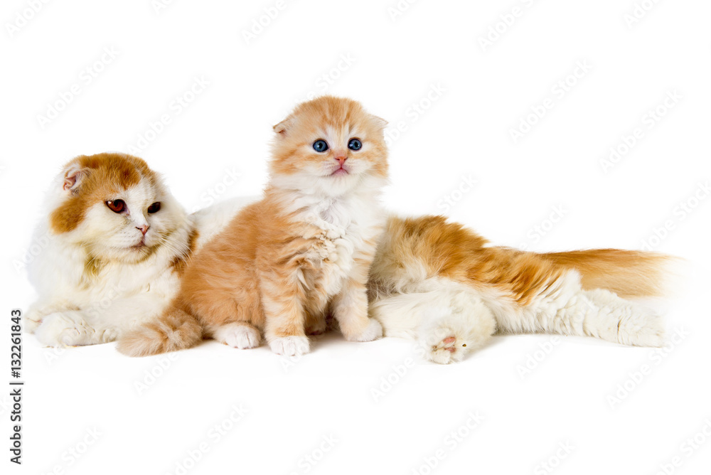Mommy cat with her kitten on a white background