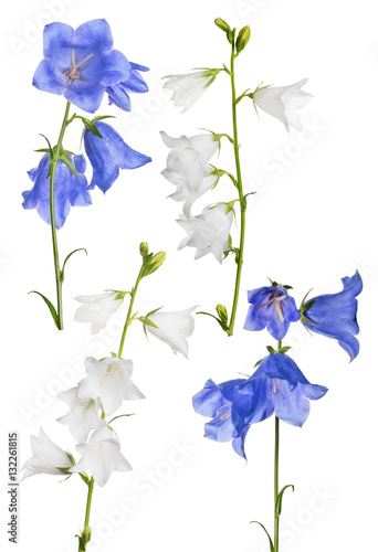 Fototapeta Naklejka Na Ścianę i Meble -  white and blue garden isolated bellflowers