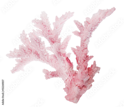medium red coral isolated branch