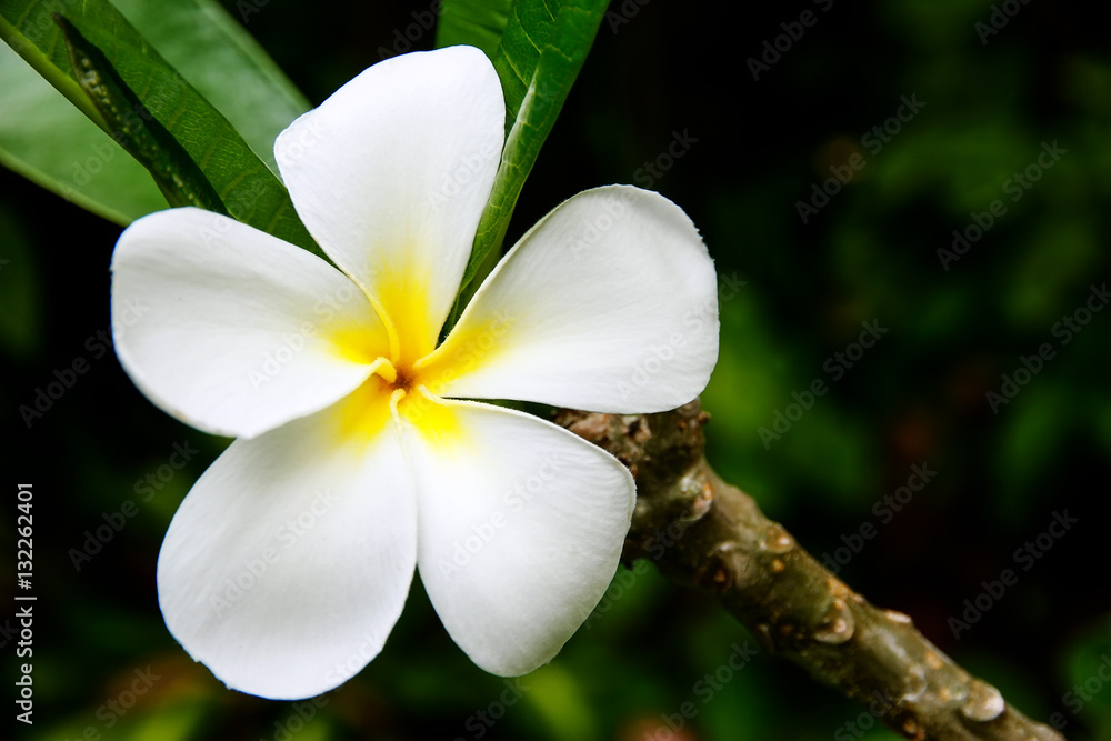 Obraz premium White plumeria flower