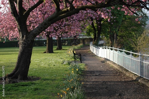 Cherry Blossom Walkway