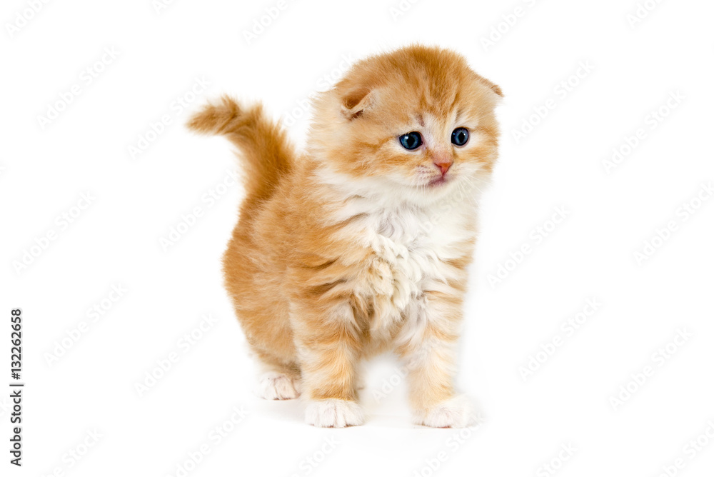 Αυτοκόλλητο Scottish fold kitten yellow and white standing and observing on a white backgrou