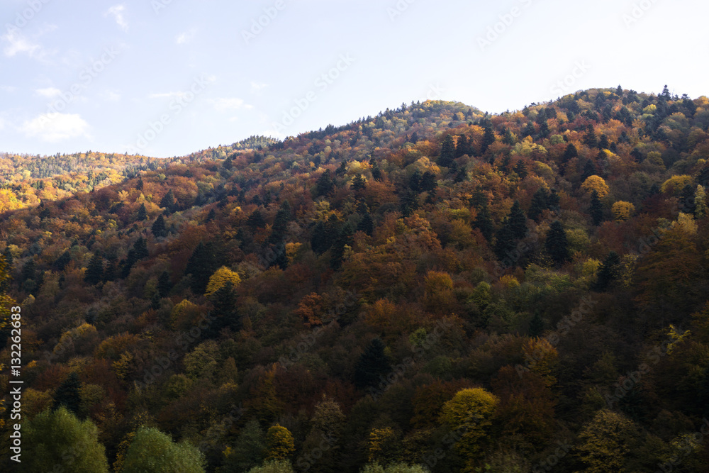 Colorful autumn leaves in nature. Slovakia