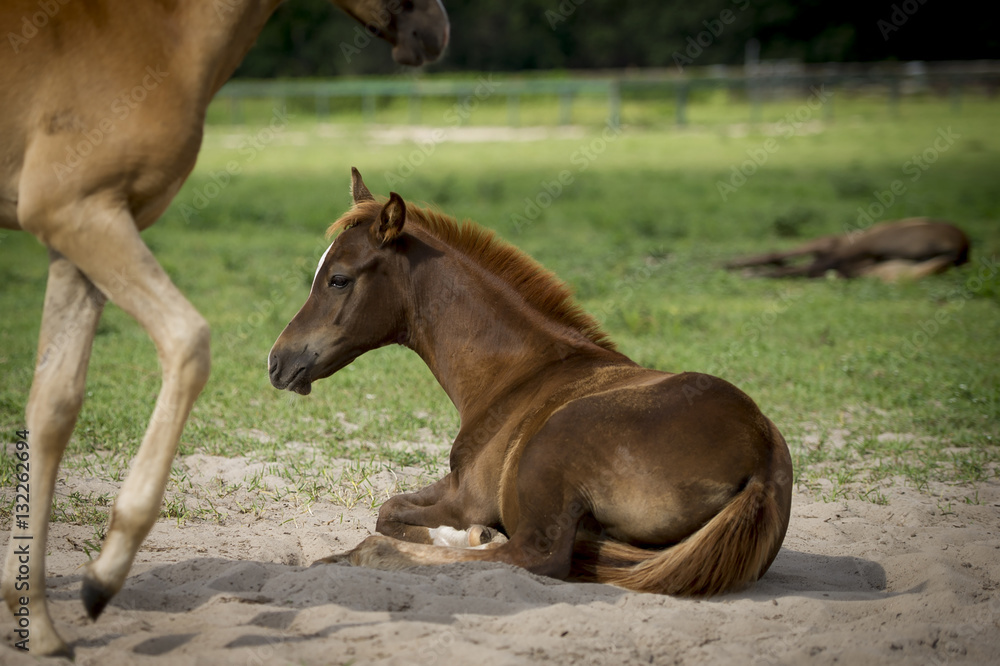 Fototapeta premium foal laying on ground
