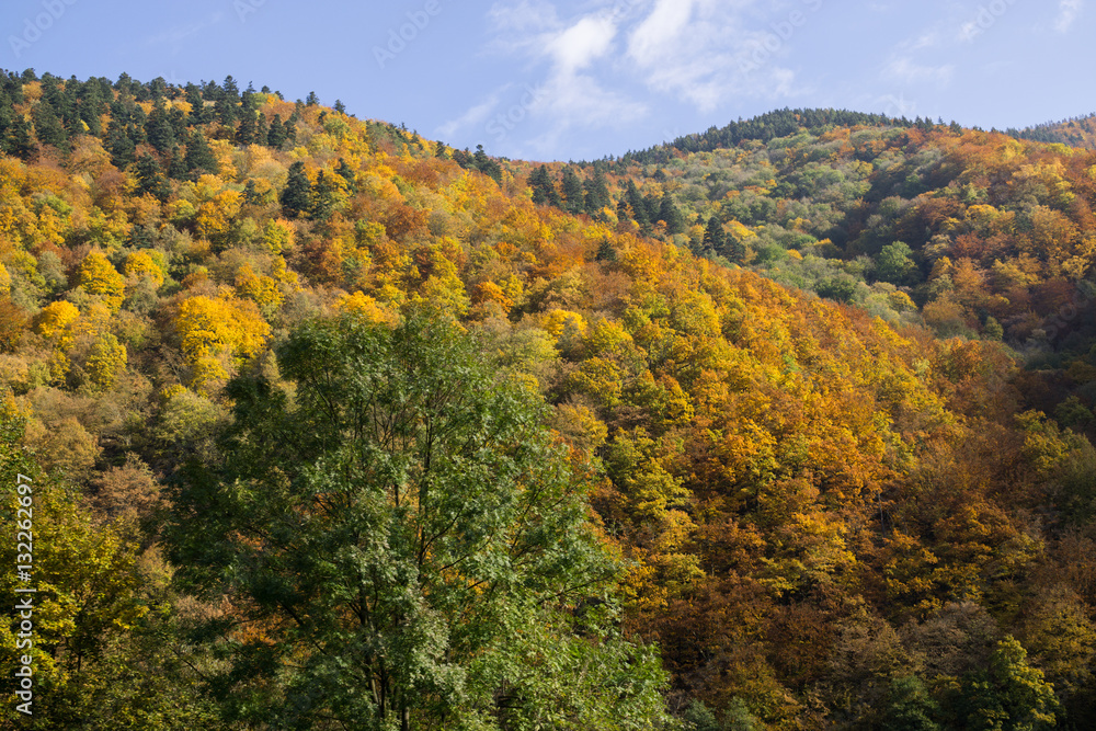 Colorful autumn leaves in nature. Slovakia