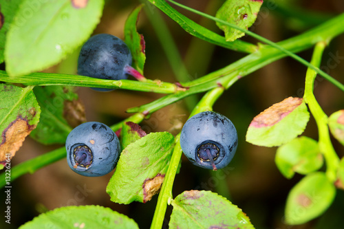 Wild ripe bilberry fruits. Close up of bilberry berries growing on bush in the forest. Pomerania, northern Poland. photo