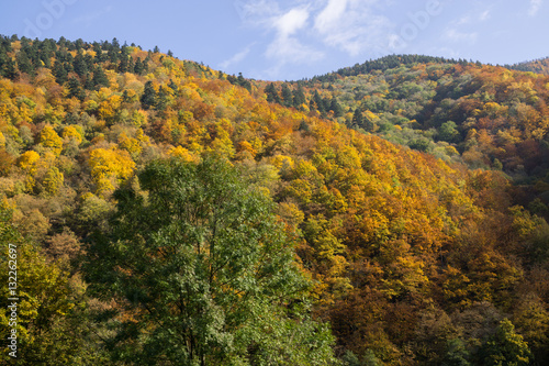 Colorful autumn leaves in nature. Slovakia © Valeria