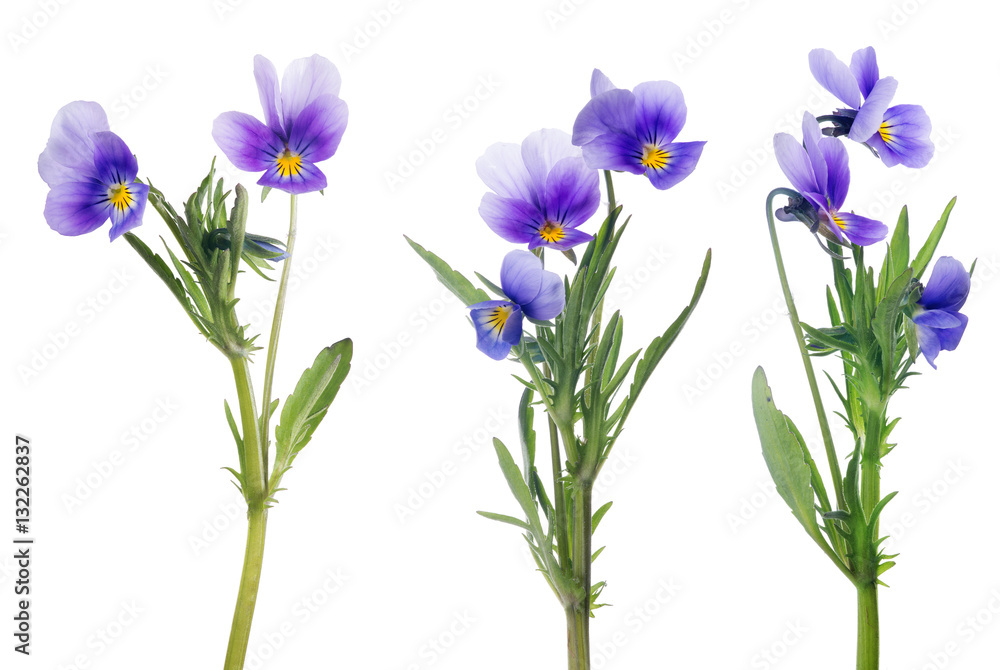 lilac pansy flowers collection isolated on white