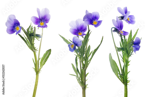 lilac pansy flowers collection isolated on white