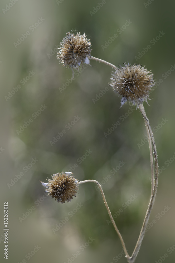 Seeds Seeds