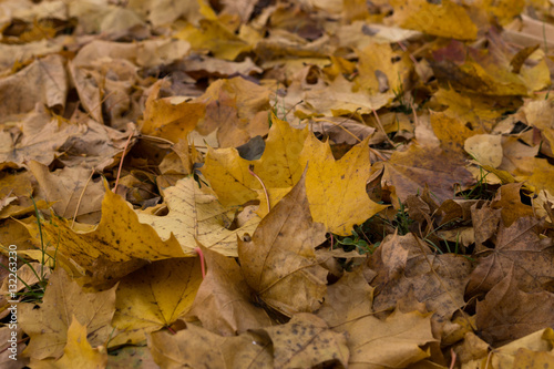 Colorful autumn leaves in nature. Slovakia