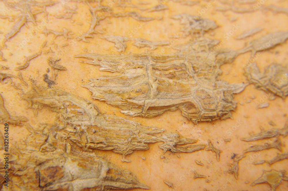 Rough peel of pumpkin macro close up Rough peel of pumpkin macro close up