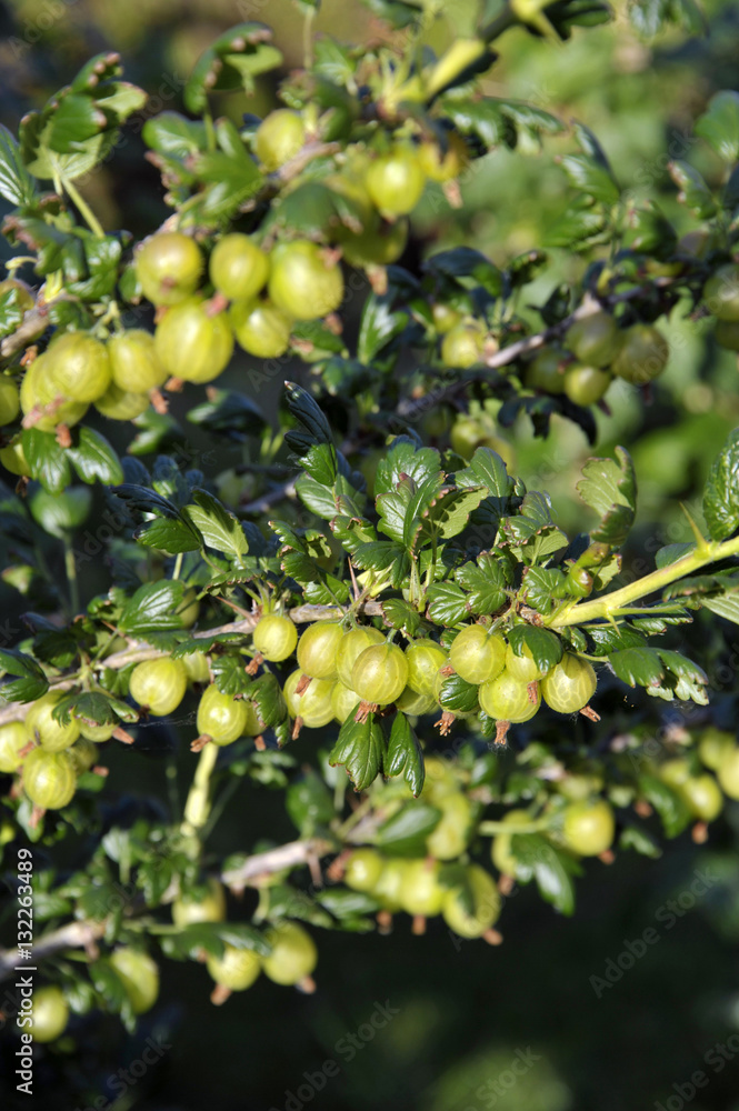 Gooseberries