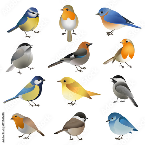 Vector set of wild colorful birds