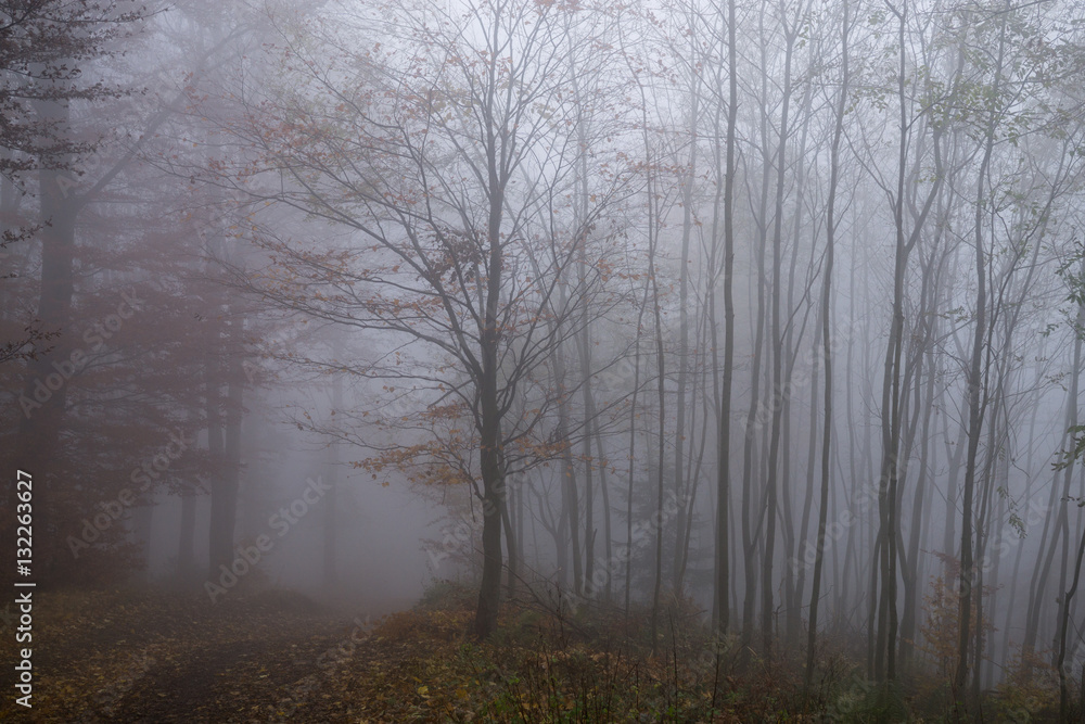 Mist in the woods during autumn. Slovakia Mist in the woods during autumn. Slovakia