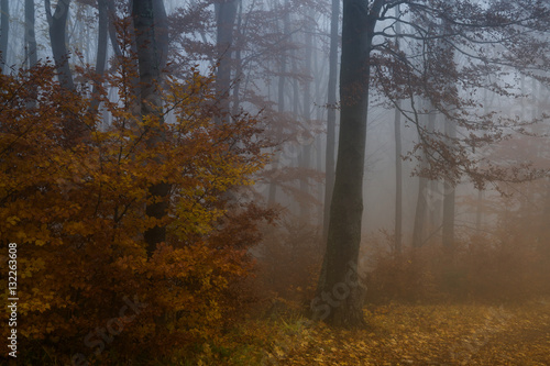 Mist in the woods during autumn. Slovakia