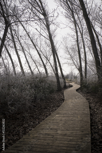 Public park from Spain with trees and branches cover