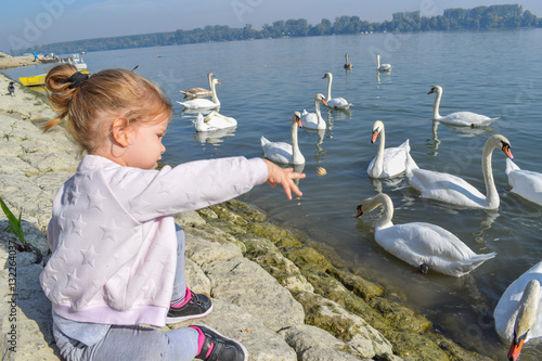 Little girl feeding a swarm of beautiful white swans on the rive