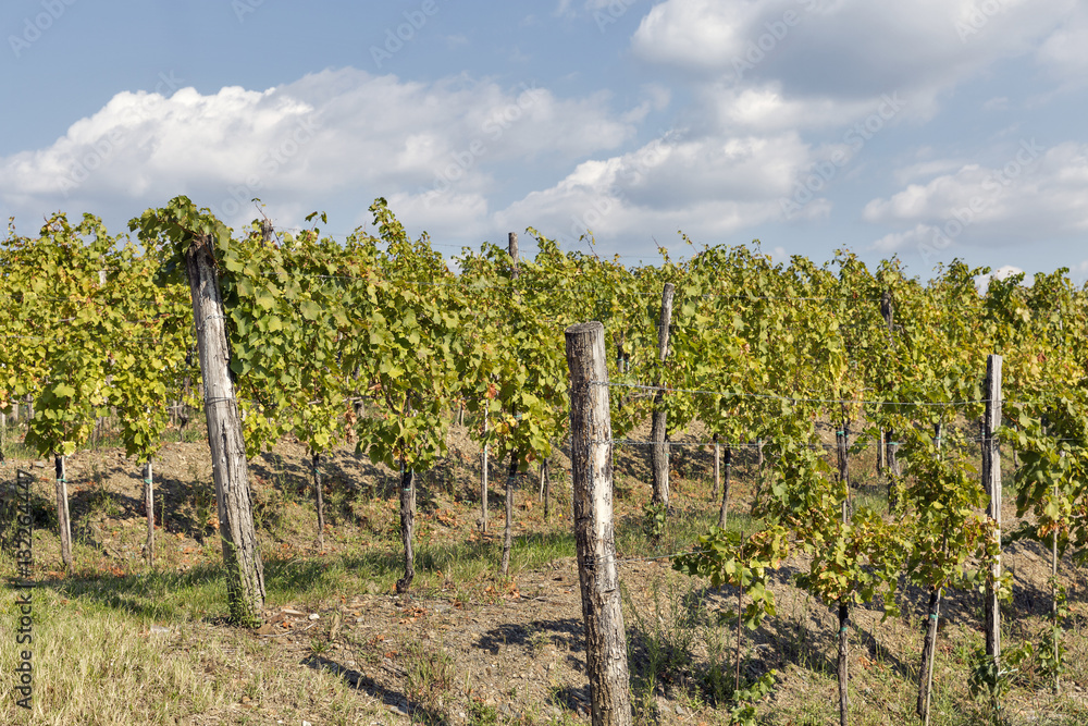 Vineyard rows in Slovenia closeup Vineyard rows in Slovenia closeup