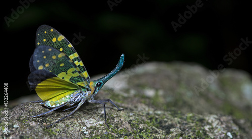 Colorful insect, Cicada or Lanternfly ( Pyrops viridirostris ) insect on tree in nature photo