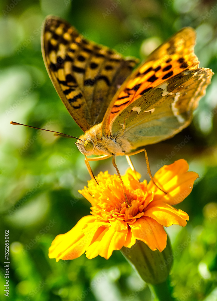 Butterfly on a flower Butterfly on a flower