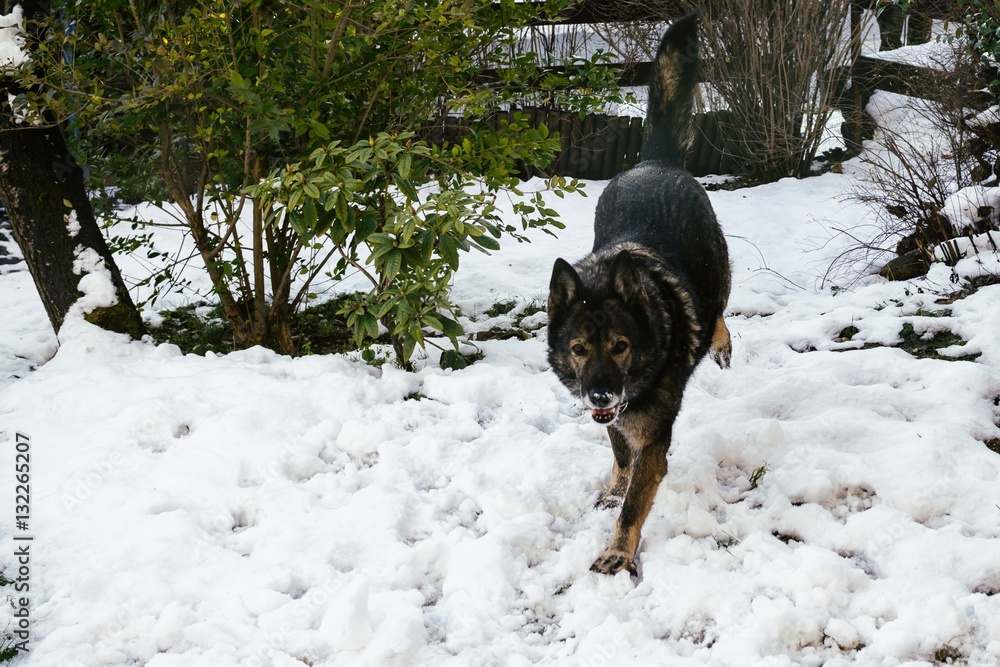 Naklejka premium Dog enjoying the snow during winter. Slovakia