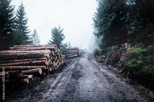 Schlammiger Forstweg mit Holz Polterhaufen im Wald