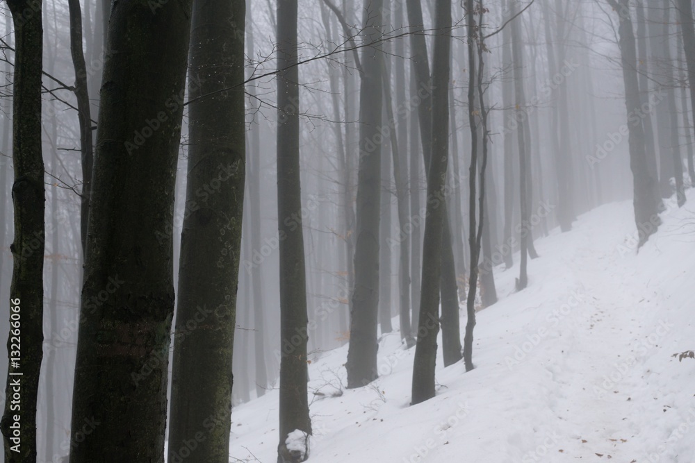Misty woods under the snow in winter. Slovakia Misty woods under the snow in winter. Slovakia