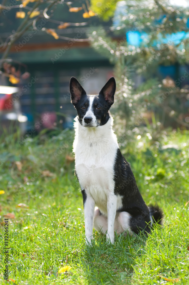 Dog portrait outdoor