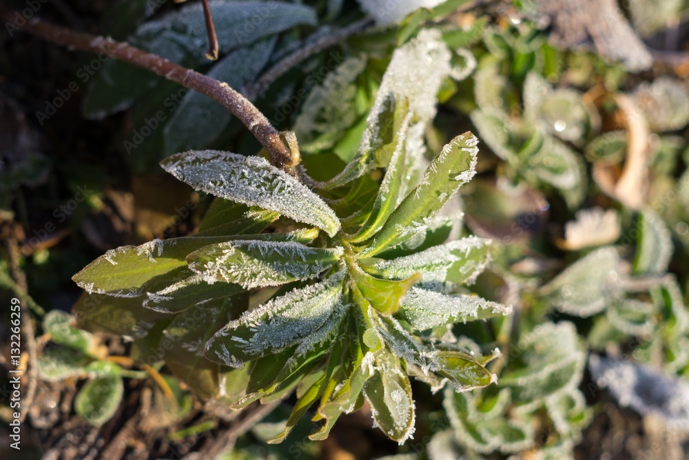 Fototapeta premium Frozen plant, leaf covered by snow and ice in winter. Slovakia