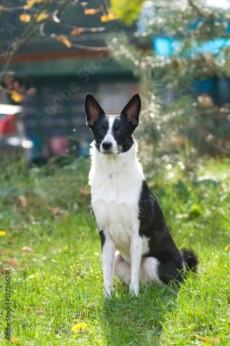 Dog portrait outdoor