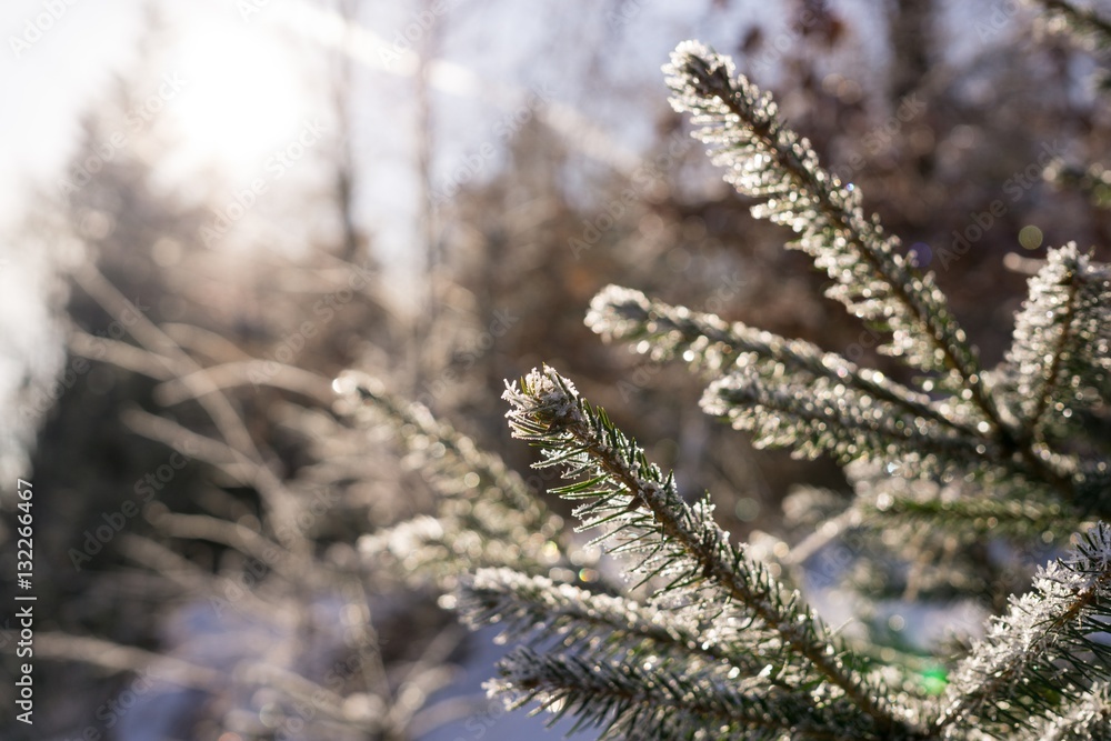 Frozen plant, leaf covered by snow and ice in winter. Slovakia Frozen plant, leaf covered by snow and ice in winter. Slovakia
