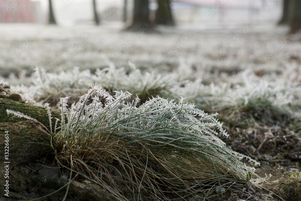 Frozen grass covered by snow and ice in winter. Slovakia