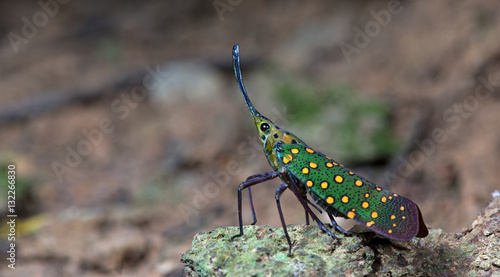 Colorful insect, Cicada or Lanternfly (Saiva gemmata) insect on tree in nature photo