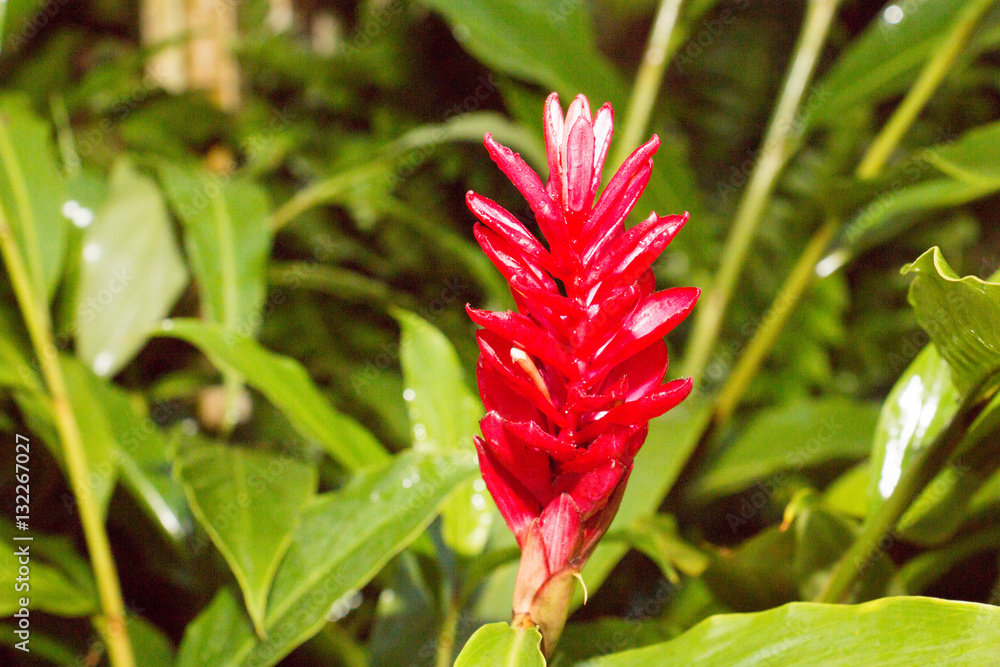 flower and sunlight from park ,flower have green leaf flower and sunlight from park ,flower have green leaf