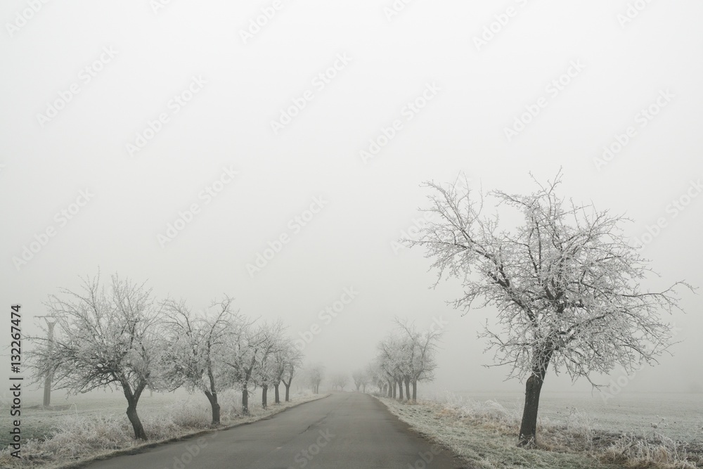 Frozen trees  around road covered by snow and ice in winter. Slovakia