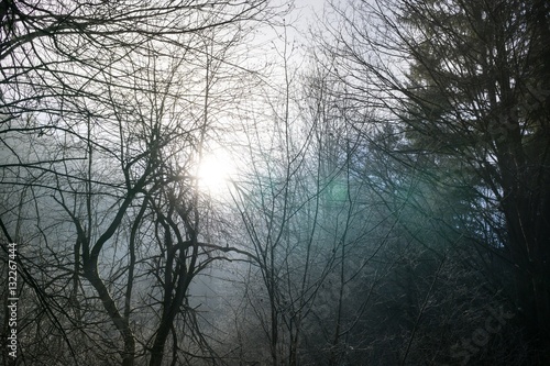 Sun light shining through trees and bushes in freezing air during winter. Slovakia