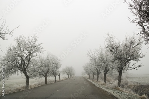 Frozen trees  around road covered by snow and ice in winter. Slovakia