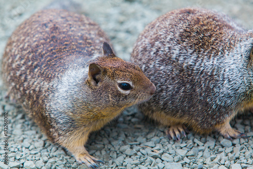 Squirrels on the ground - Stock Image