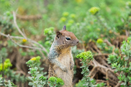 Squirrel standing in a bush - Stock Image