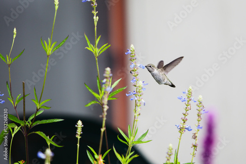 Hummingbird hovering and eating from flower - Stock Image