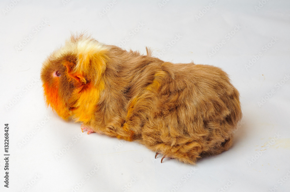 One guinea pig merino on white background One guinea pig merino on white background