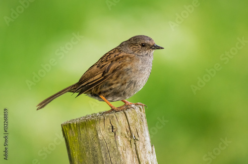 Dunnock (Prunella modularis)