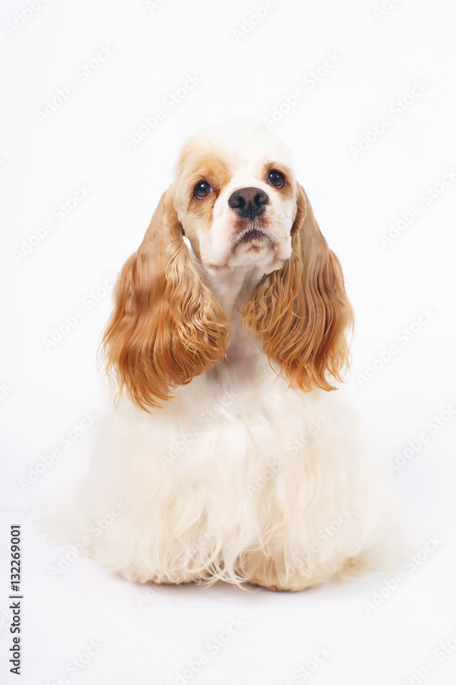 White and red American Cocker Spaniel dog sitting indoors on a white background