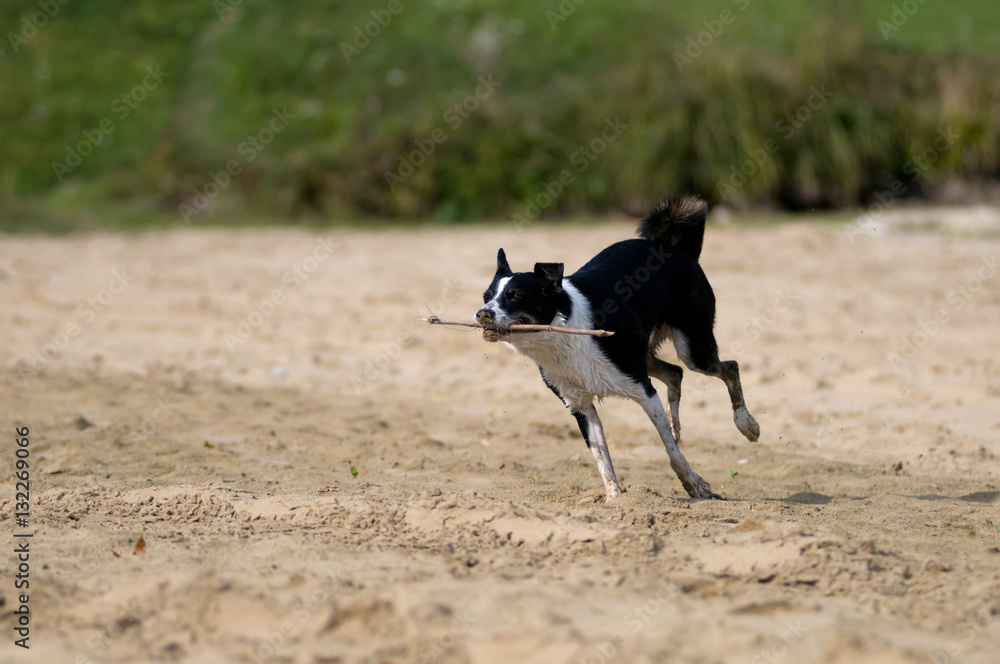Cute mixed breed dog having fun Cute mixed breed dog having fun